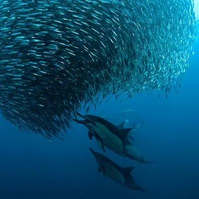 Sardine