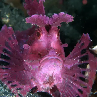 Poisson scorpion feuillu