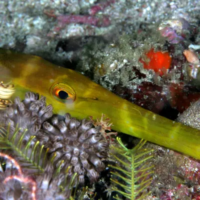 Poisson trompette