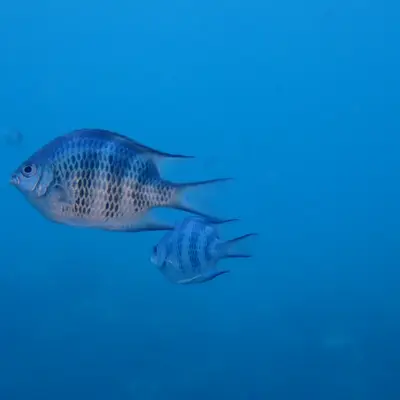 Poisson sergent-major