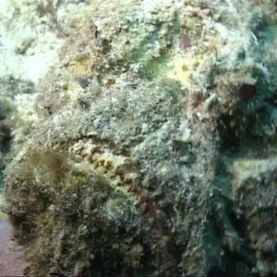 Poisson pierre