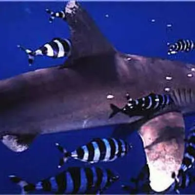 Requin pointe blanche océanique 
