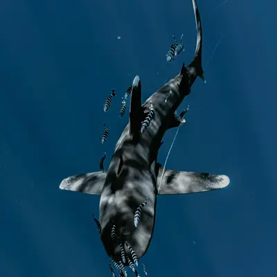 Requin pointe blanche océanique 
