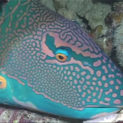 Poisson perroquet