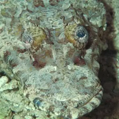 Poisson crocodile