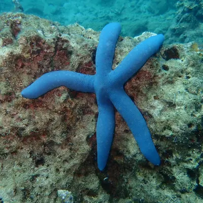 Etoile de mer