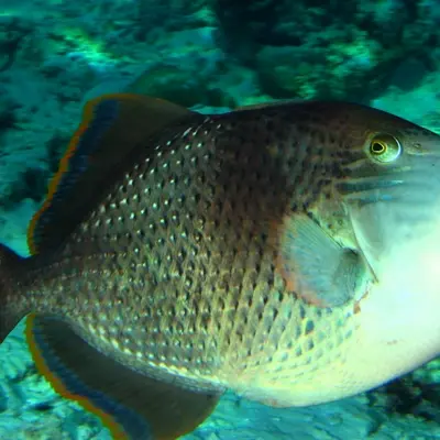 Poisson baliste