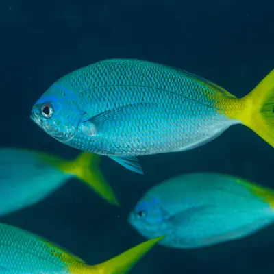 Poisson fusilier