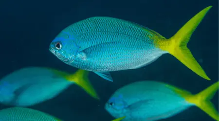 Poisson fusilier