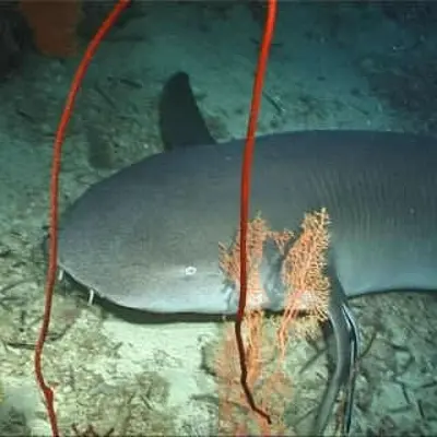 Requin nourrice 