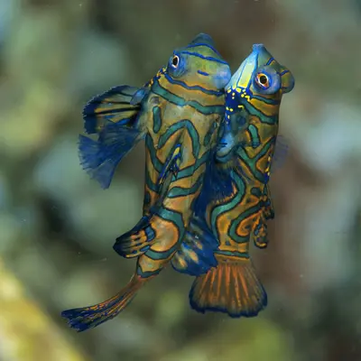 Poisson mandarin