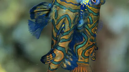 Poisson mandarin