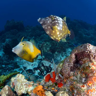 Poisson Lime