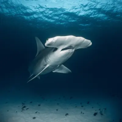 Grand requin marteau 