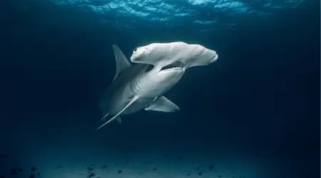 Grand requin marteau 