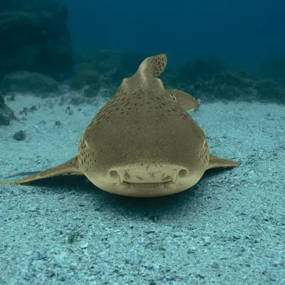 Requin léopard 