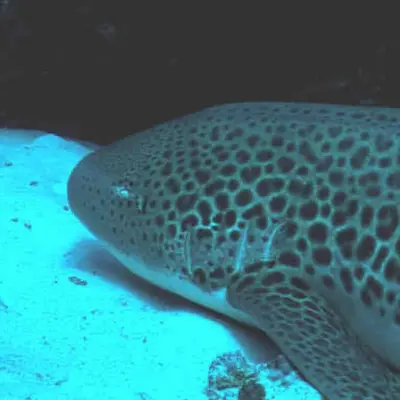 Requin léopard 