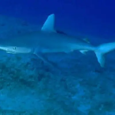 Requin galapagos 