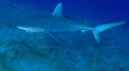 Requin galapagos 