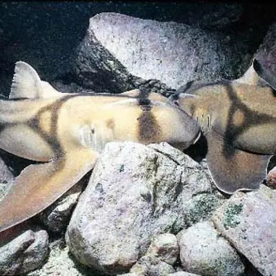 Requin dormeur taureau 