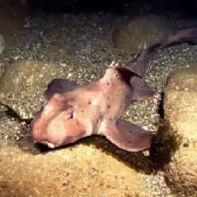 Requin dormeur cornu 