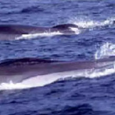 Rorqual commun 