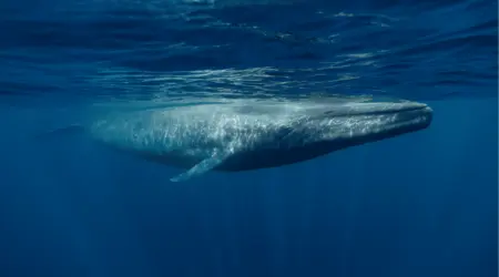 Rorqual bleu 