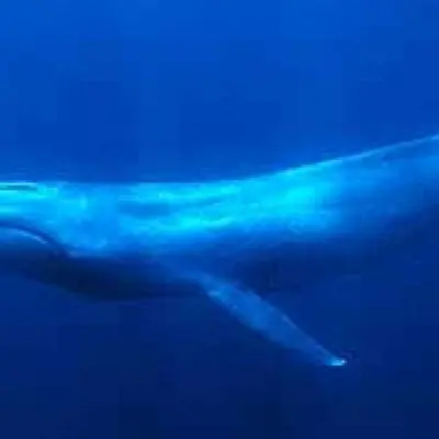 Rorqual bleu 