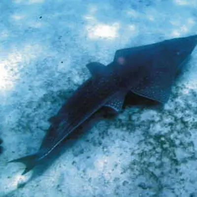 Requin guitare
