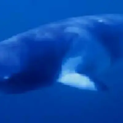 Petit rorqual 