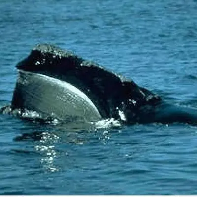 Baleine franche boréale