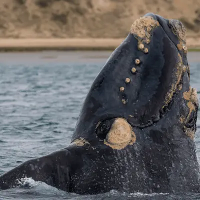 Baleine franche boréale