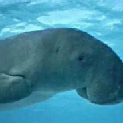 Dugong 