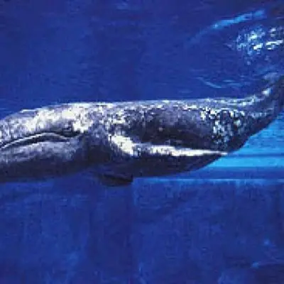 Baleine grise 