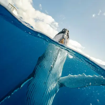 Baleine à bosse