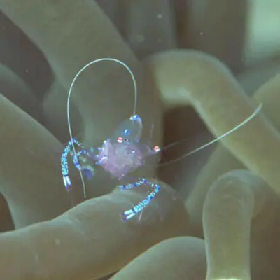 Crevette nettoyeuse 