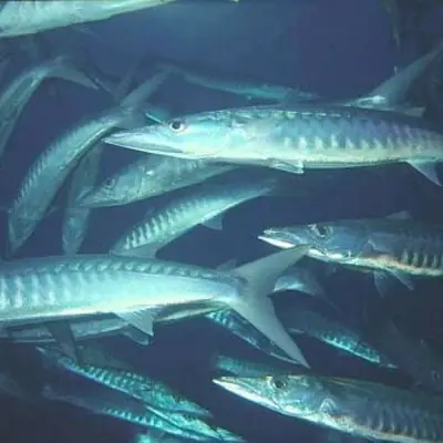Barracuda 