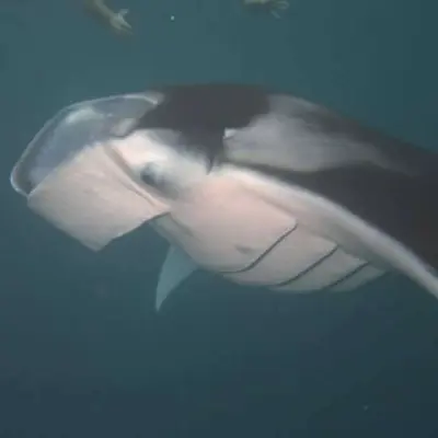 Raie manta