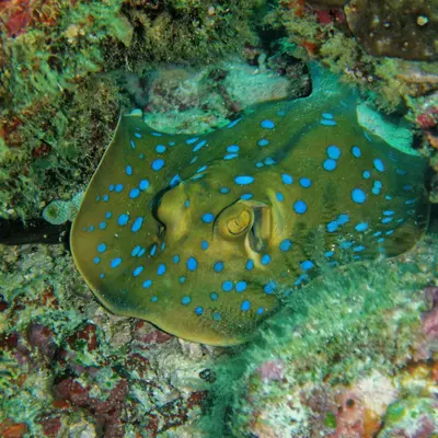 Raie à points bleus