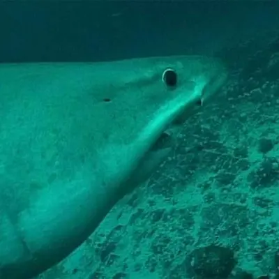 Requin féroce