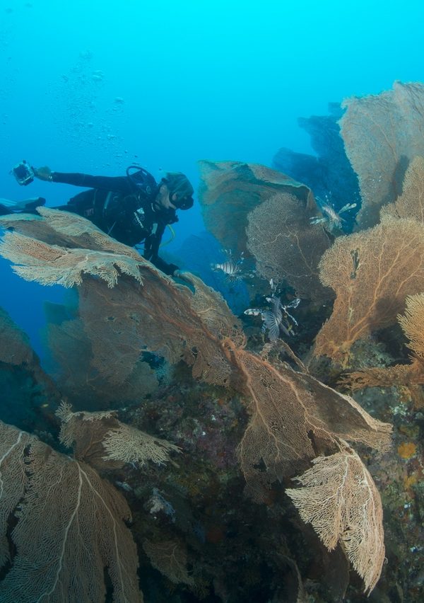 Plongée au Belize avec Oceanes.com
